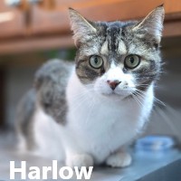 Adopt Harlow