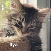 Adopt Ilya 