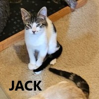 Adopt Jack and Daisy
