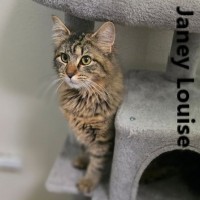 Adopt Ollie 