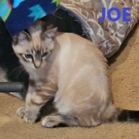 Adopt Bumper 