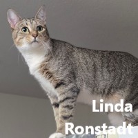 Adopt Linda 