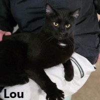 Adopt Harlow