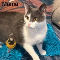 Adopt Mama 
