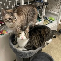 Adopt Monty and Hello Kitty 
