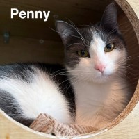 Adopt Boots 