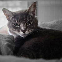 Adopt Boots 