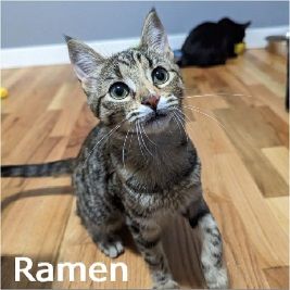 Adopt Ramen