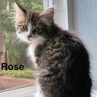 Adopt Rose 