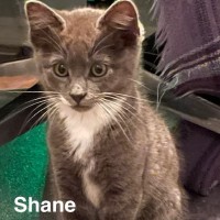 Adopt Shane 