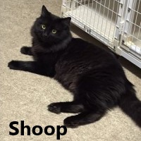 Adopt Shoop 