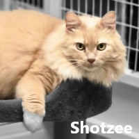 Adopt Shotzee