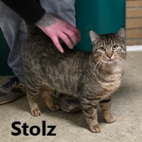 Adopt Stolz 