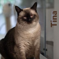 Adopt Tina