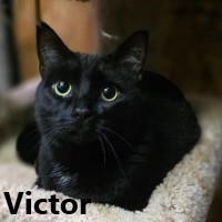 Adopt Victor