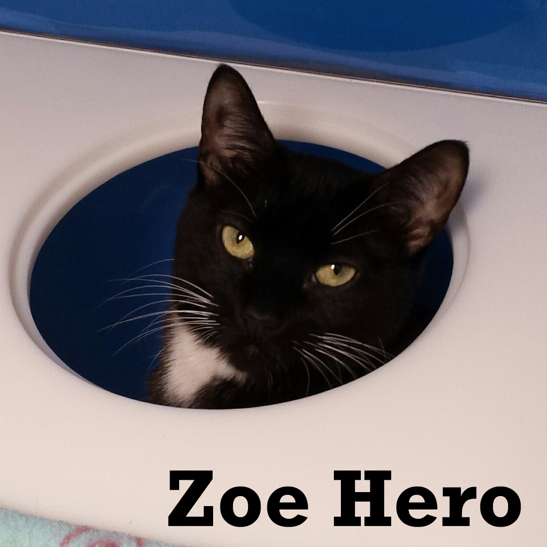 Adopt Zo