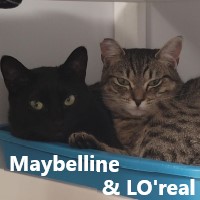 Adopt Maybelline and L’Oréal
