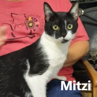 Adopt Mitzi