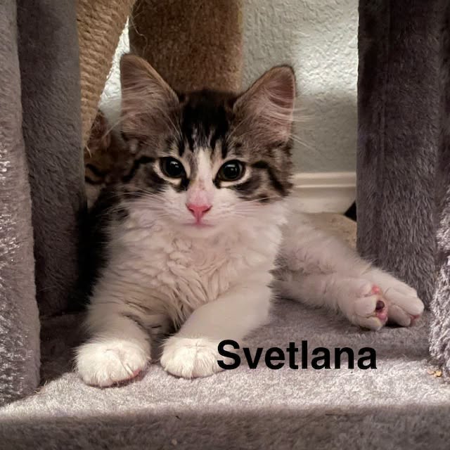 Adopt Shane 