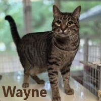Adopt Wayne