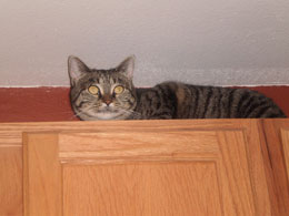 Etta on the kitchen cabinet